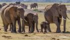 أنياب ونسور وجرثومة تكشف سر نفوق 12 فيلا في زيمبابوي