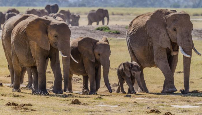 الفيلة في زيمبابوي