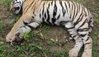 إندونيسيا.. "فخ" يقتل أنثى نمر سومطري نادرة