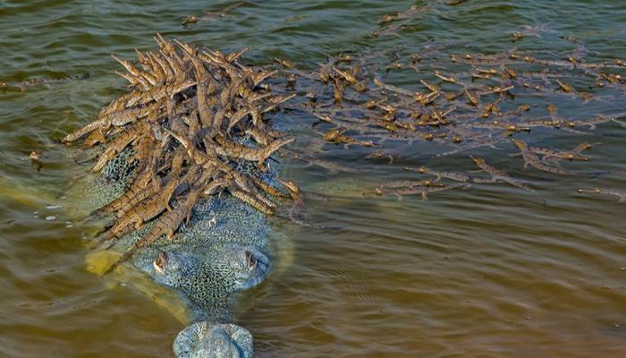 تمساح يحمل العشرات من صغاره