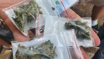  أكياس بلاستيكية مليئة بمادة الماريجوانا المخدرة