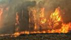حريق هائل يلتهم أشجار الصنوبر شرقي لبنان