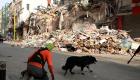 كلب الملاجئ يحمل "أمل لبنان" في وجود أحياء أسفل "الكارثة"