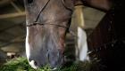 Mutilation des chevaux: Arrestation d'un homme dans le Haut-Rhin