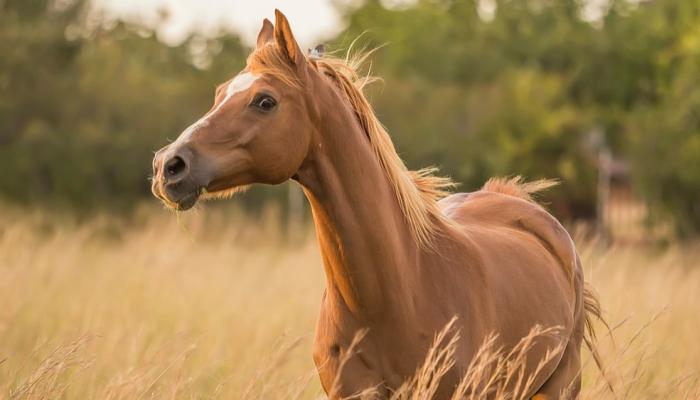 جرائم غريبة تعرضت لها الخيول في فرنسا