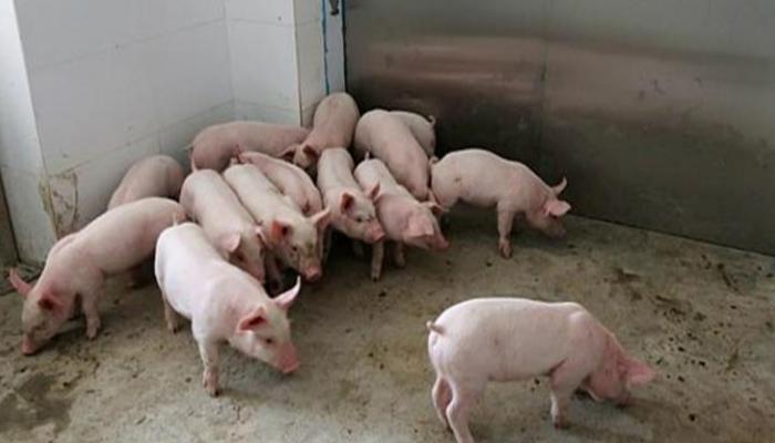 حمى الخنازير الأفريقية تصل إلى ألمانيا للمرة الأولى