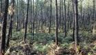 توصية بزراعة 70 مليون شجرة سنويا لحماية غابات فرنسا