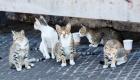 إسبانيا.. مساعٍ لإيجاد مأوى لـ110 قطط "مطرودة" من شقة واحدة