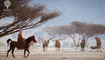 رحلة في قلب التاريخ السعودي