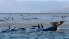 ۵۰۰ نهنگ برای خودکشی به سواحل تاسمانی آمدند