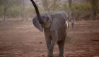الأفيال الشابة تؤرق جنوب أفريقيا.. والحل في "لوبومبو"