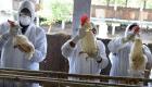 فرنسا ترصد 61 بؤرة من إنفلونزا الطيور