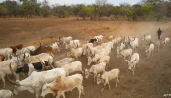 مجموعة من الأبقار يقودها شاب مسلح- جنوب السودان