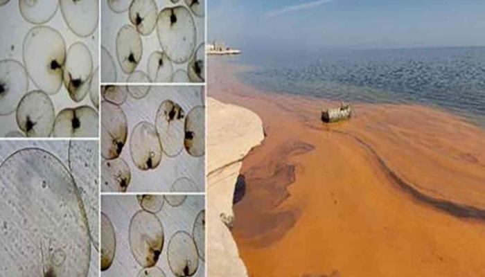 ساحل مدينة نواذيبو الموريتانية