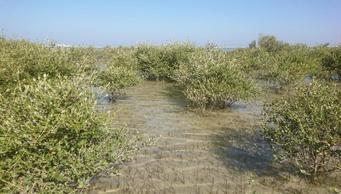 غابات المانغروف لم تعد منتشرة بشكل كبير في عمان