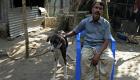 كلاب الـ"سراي" تحتضر في بنجلاديش.. ومحاولات خجولة للإنقاذ