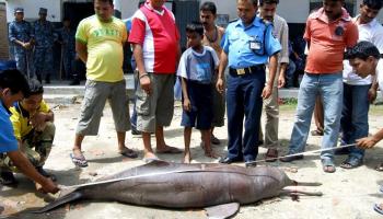 الشرطة خلال معاينتها الدلفين القتيل