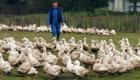 France : l'épidémie de grippe aviaire "hors de contrôle" dans le pays 