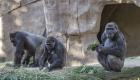 Covid-19/Etats-Unis: Au moins deux gorilles sont diagnostiqués porteurs du virus