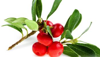 عشبة عنب الدب