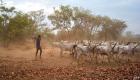 أمن جنوب السودان يفشل في معركة "استعادة الأبقار"