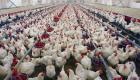 محافظة عراقية تسجل 60 ألف إصابة بإنفلونزا الطيور