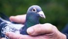 Australie: Un pigeon américain euthanasié de ne pas avoir respecté le confinement