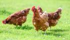 إنفلونزا الطيور تنقذ الدجاج من مخالب الجوارح بالهند