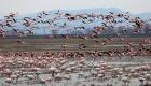 Gala Gölü, 5 binden fazla flamingoyu misafir ediyor