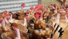 France: Détection d'un foyer de grippe aviaire près de Toulouse... tous les animaux euthanasiés