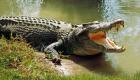 Un Australien survit miraculeusement à l’attaque d’un crocodile en desserrant sa mâchoire