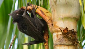 خفاش الفاكهة أبرز ناقل لعدوى فيروس نيباه الفتاك