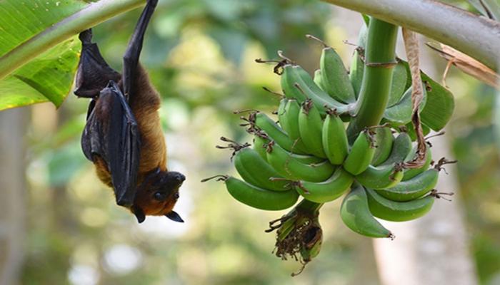 خفاش الفاكهة على شجرة موز