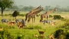 السياحة في أوغندا.. جولة إلى لؤلؤة أفريقيا الساحرة
