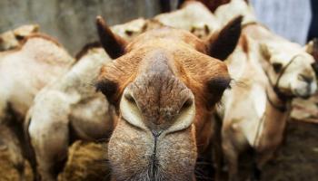السلطات السعودية تلقي القبض على مصري امتهن إجراء عمليات تجميل للإبل لرفع سعرها
