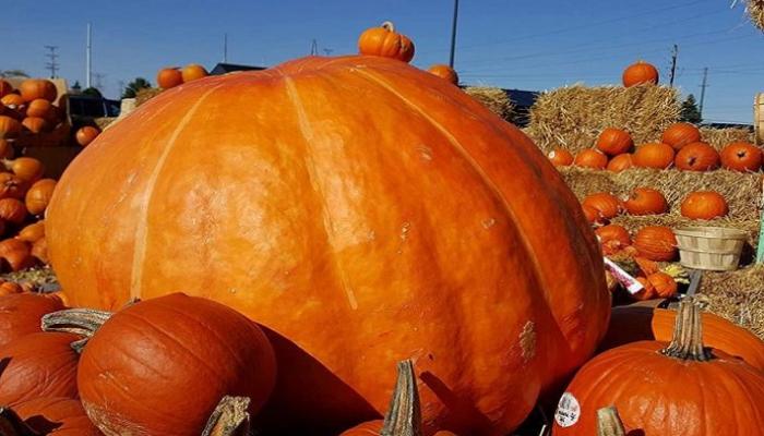 ثمرة يقطين ضخمة- أرشيفية