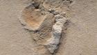 إعادة كتابة تاريخ مشي البشر.. اكتشاف آثار أقدام عمرها 6 ملايين عام