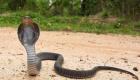 Hindistan'da eşini kobra yılanıyla öldüren adama iki kez müebbet