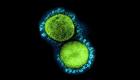 دراسة صينية نشرتها "نيتشر": الخلايا الجذعية علاج فعال لكورونا