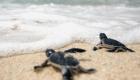 ویدئو | لاک‌پشت‌ها پس از نجات از بازار سیاه کلمبیا به دریا بازگشتند