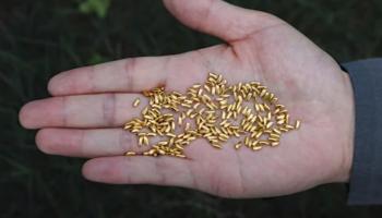 حبوب الذهب التي ألقاها الفنان الصيني