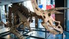 بيع أكبر ديناصور ثلاثي القرون في مزاد بسعر "غير متوقع"