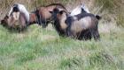 الخنازير والماعز والغزلان تغزو نيوزيلندا.. المحميات في خطر