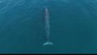 ویدئو | مشاهده نهنگ بسیار کمیاب در آب‌های ابوظبی