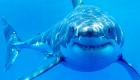 دراسة تصل إلى نتيجة غير متوقعة.. أسماك القرش تهاجم البشر بالخطأ