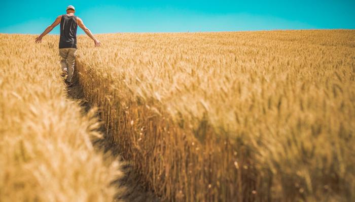 تغير المناخ سيؤدي لزيادة غلة القمح والانتقاص من غلة الذرة