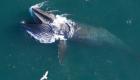 Les baleines, une voracité trois fois plus importante que prévu  