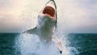هجوم لأسماك القرش في أستراليا.. "محاولات بطولية" في المواجهة