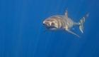 Australie: un nageur porté disparu suite à une attaque de requins