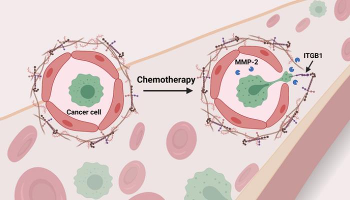 رسم توضيحي يوضح آلية تأثير العلاج الكيماوي على الرئة